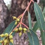 Eucalyptus globulus Frukto