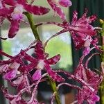 Dipodium variegatum Flor
