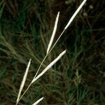 Spartina patens Other