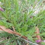 Polygala comosa Blad