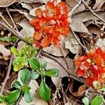 Chaenomeles × superba Flower