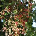 Pistacia atlantica Fruit