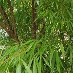 Searsia lancea Rinde
