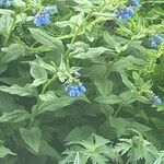 Mertensia paniculata Flor