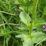 Viola cornuta List