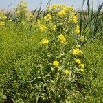 Tephroseris palustris Libunga