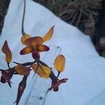 Diuris corymbosa Flower