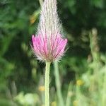 Trifolium purpureum Blomst