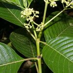 Psychotria luxurians Liść