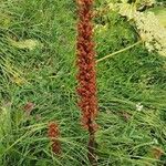 Orobanche elatior Fruct