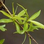 Salix babylonica Leaf