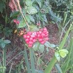 Paullinia pinnataFlors