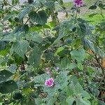 Malva arboreaপাতা