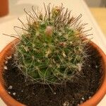 Mammillaria wrightii ഇല