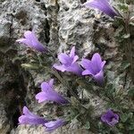 Campanula andrewsii Flower