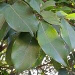 Inga laurina Leaf