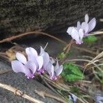 Cyclamen hederifoliumFloare