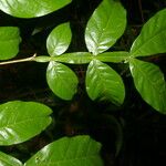 Inga acuminata Blad