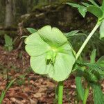 Helleborus viridisFloare