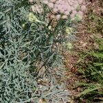 Seseli gummiferum 形態