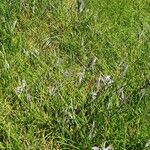 Festuca gautieri Blüte