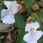 Impatiens balfourii Kvet