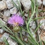 Cheirolophus intybaceus Flower