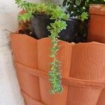 Sedum moranense Leaf