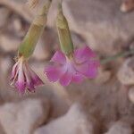 Dianthus virgineus 花