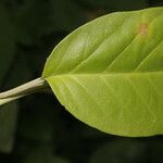 Itzaea sericea Hoja