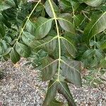 Pistacia chinensis 葉