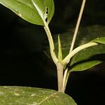 Amaioua pedicellata Bark