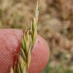 Festuca lemanii Flower