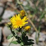 Inula sp.Flower