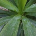 Dracaena angustifolia برگ