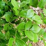Guaiacum officinale Delienn