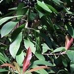 Ardisia humilis Лист