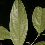 Piper concinnifolium List