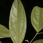 Piper concinnifolium Yaprak