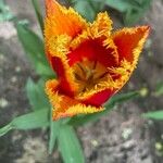 Tulipa agenensis Λουλούδι