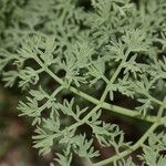 Lomatium grayi Hábito