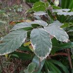 Polyscias guilfoylei Leaf