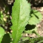 Leucanthemum vulgare Листок