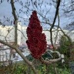 Rhus typhina Frucht