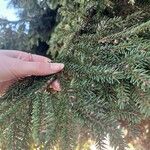 Picea orientalis Blatt