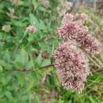 Eupatorium cannabinumKvet