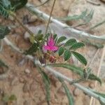 Onobrychis caput-galli Fleur