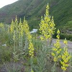 Verbascum songaricum Flower