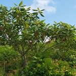 Frangula azorica Likasa