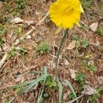 Narcissus pseudonarcissus Fiore